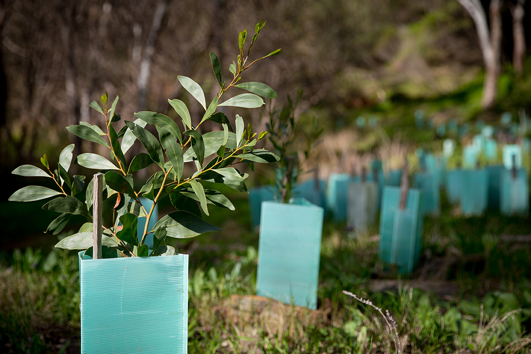 Revegetation,Planting,Trees,In,Areas,That,Need,Revegetation,In,Australia
