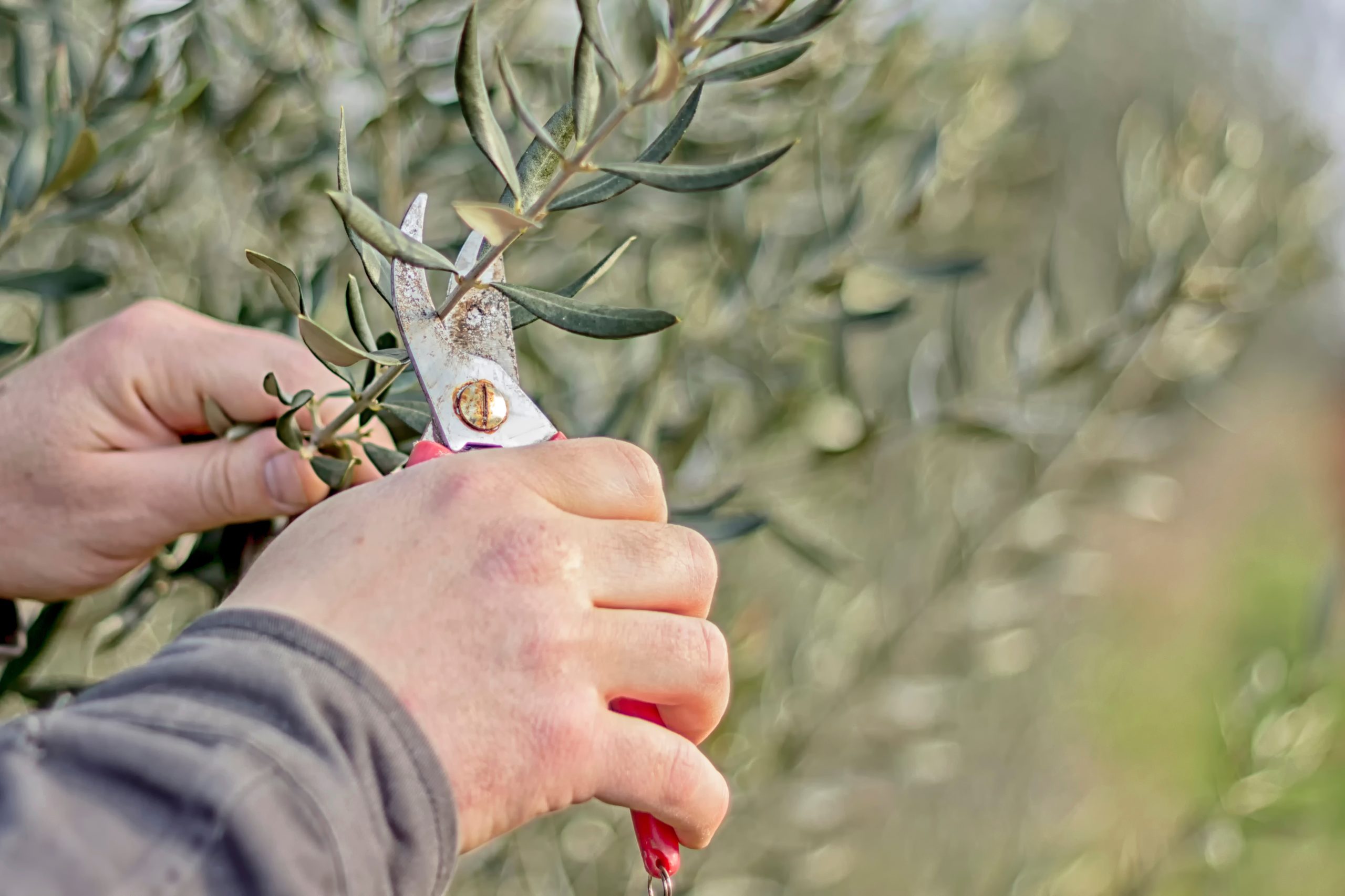 Hands,Holding,Pruning,Shears,And,Cutting,Olive,Tree,Branch,In