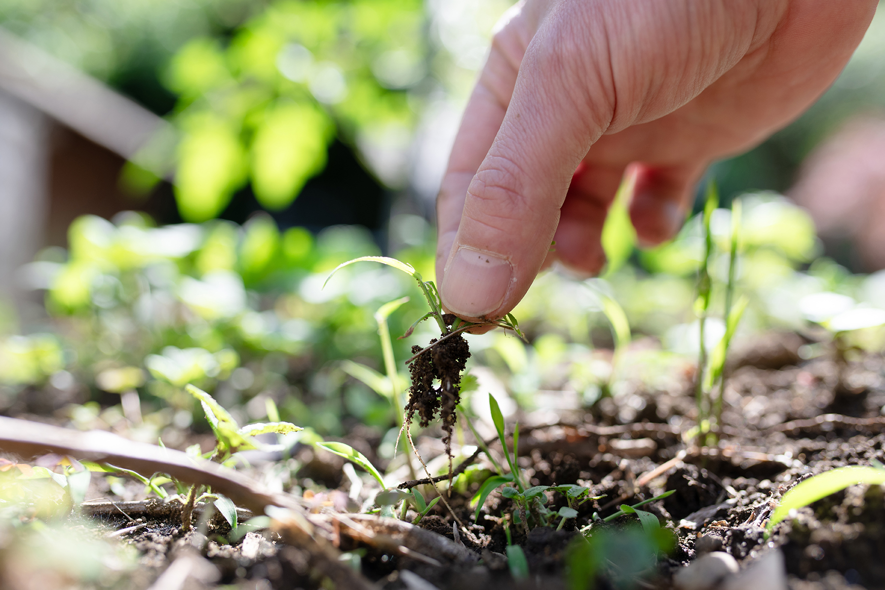 Hands,Of,A,Man,Pulling,Grass